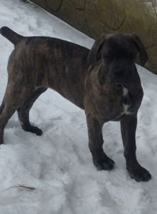 Дівчинка Кане карсо 4 місяці