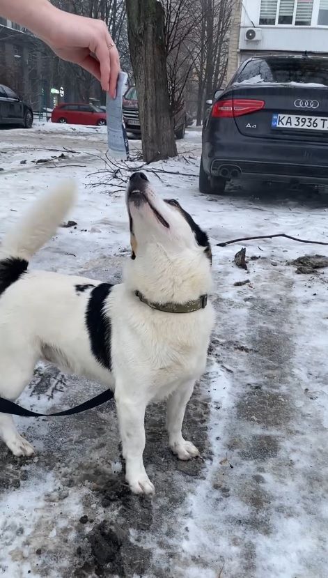 Метис с примесью джек-рассел-терьера