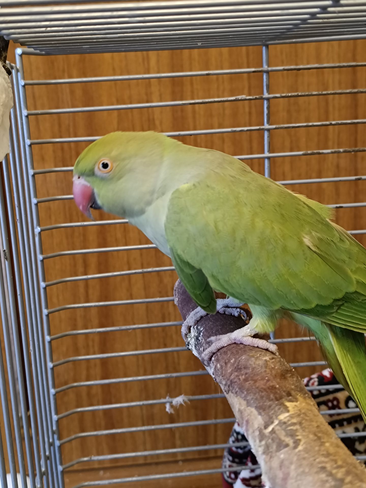 Самка 2,5 года