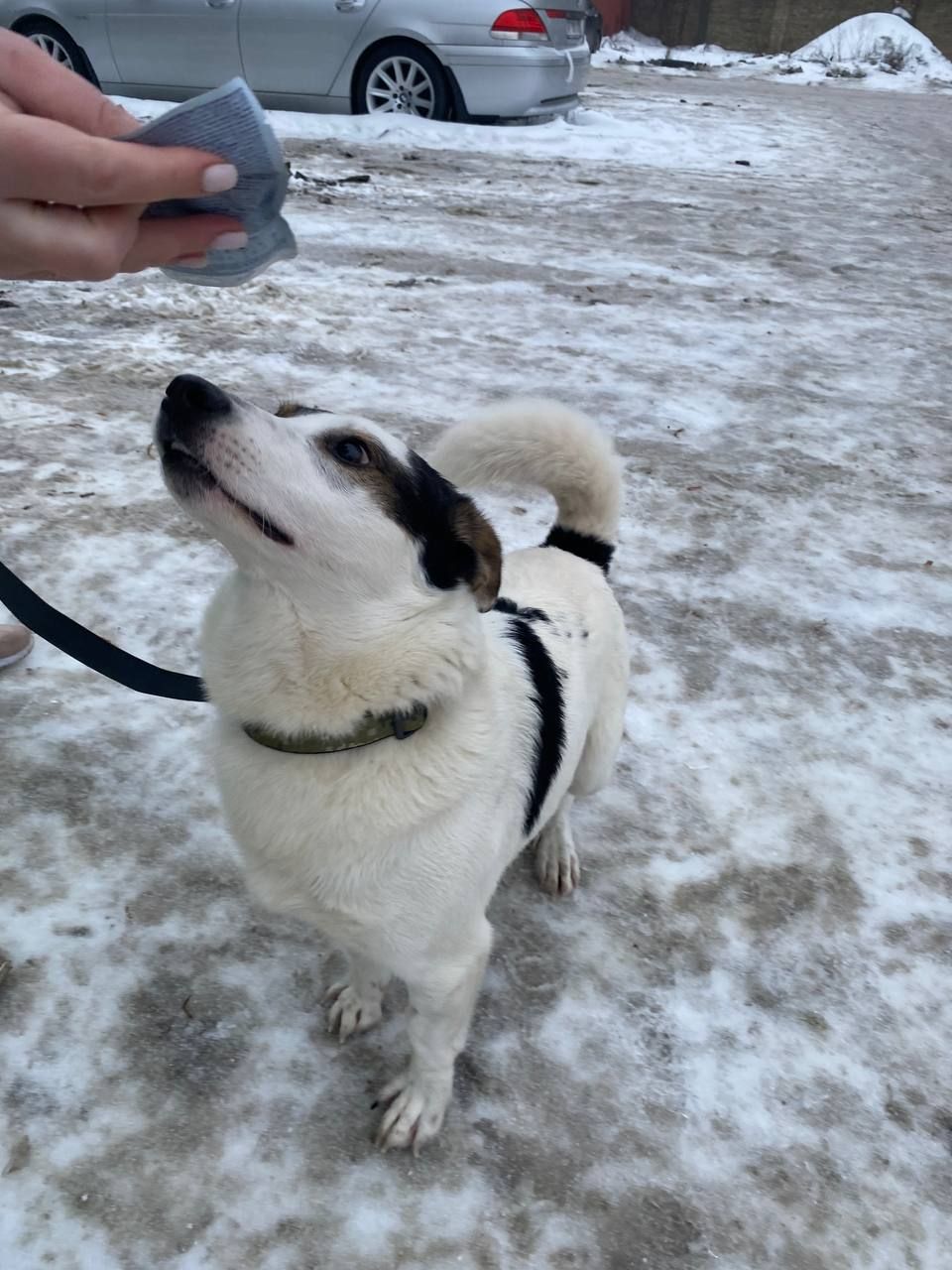 Метис с примесью джек-рассел-терьера