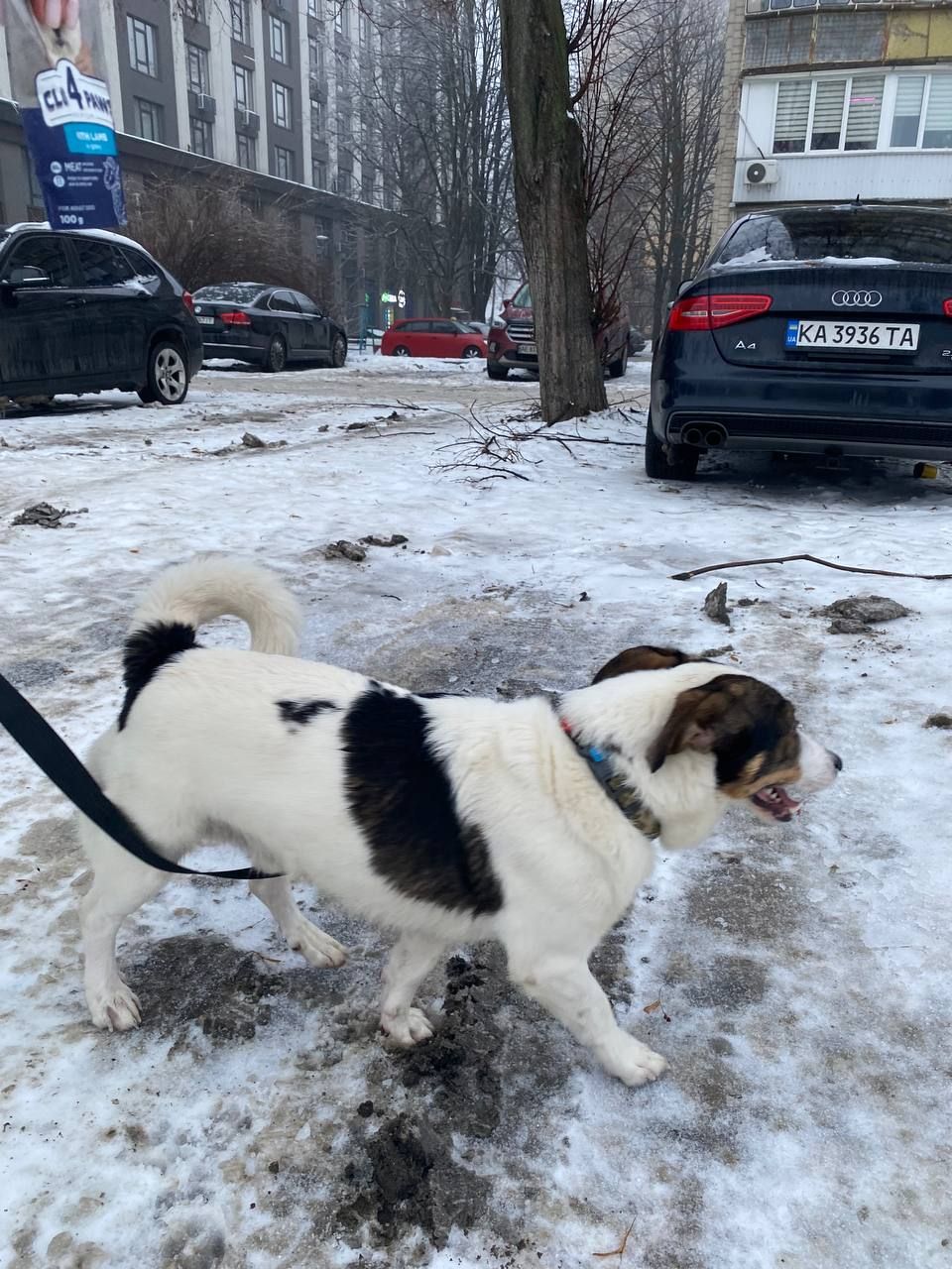 Метис с примесью джек-рассел-терьера