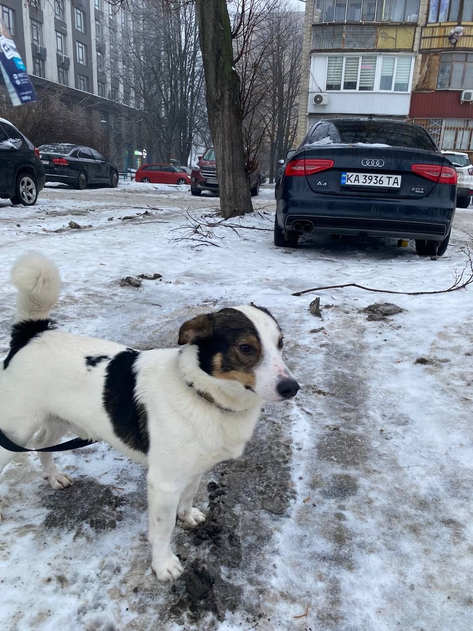 Метис с примесью джек-рассел-терьера