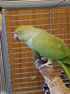 Самка 2,5 года