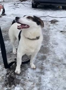 Метис с примесью джек-рассел-терьера