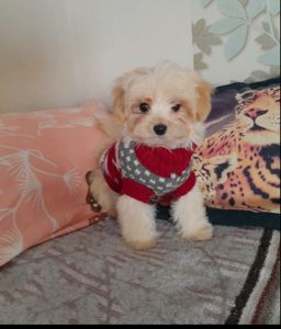 Мальтипу ф1 мальчик