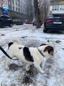 Метис с примесью джек-рассел-терьера