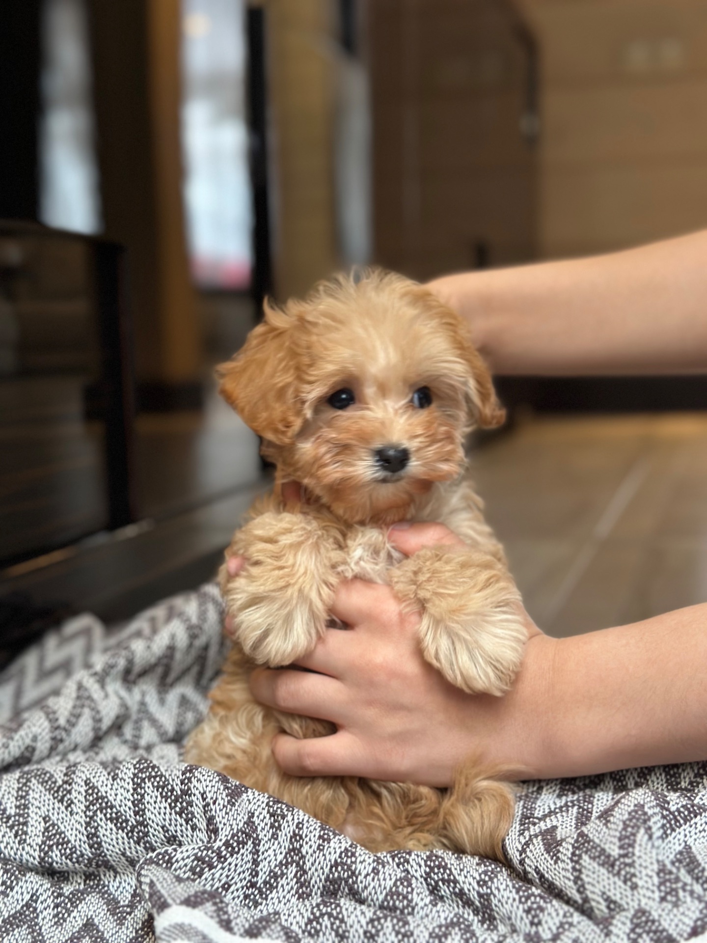 VIP мальтипу baby face мини f1