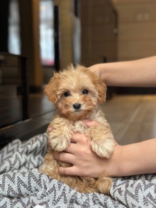 VIP мальтипу baby face мини f1