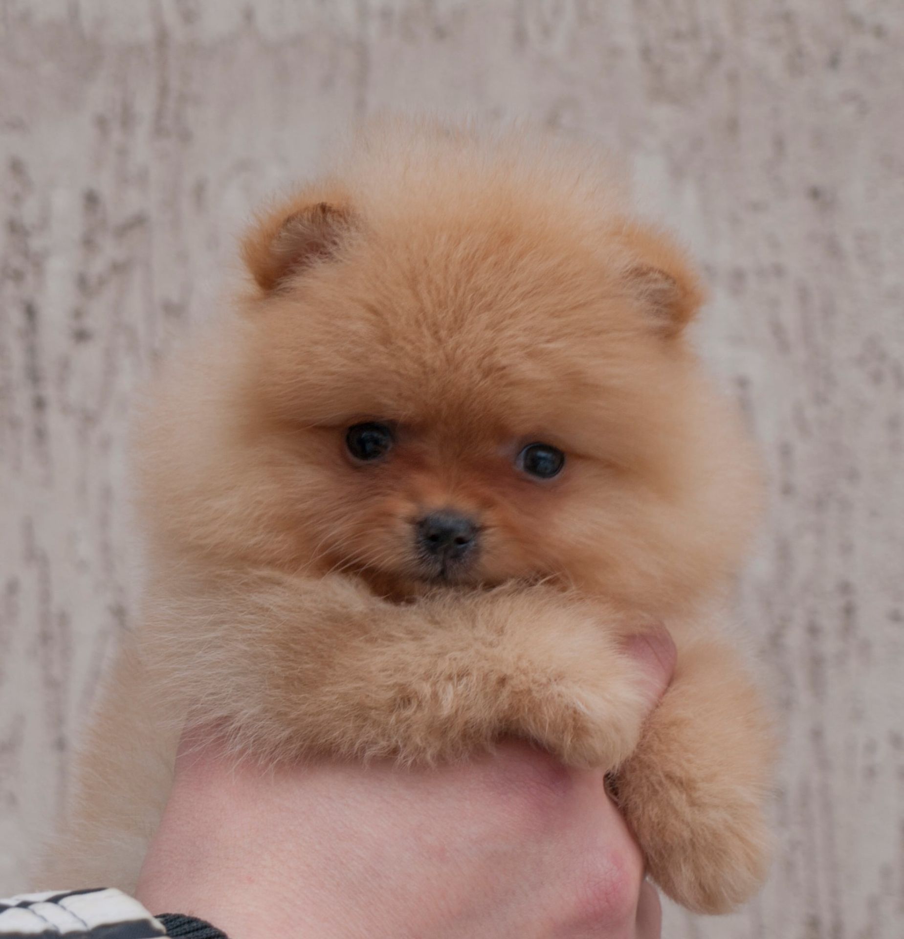 Хлопчик оранж міні розміру