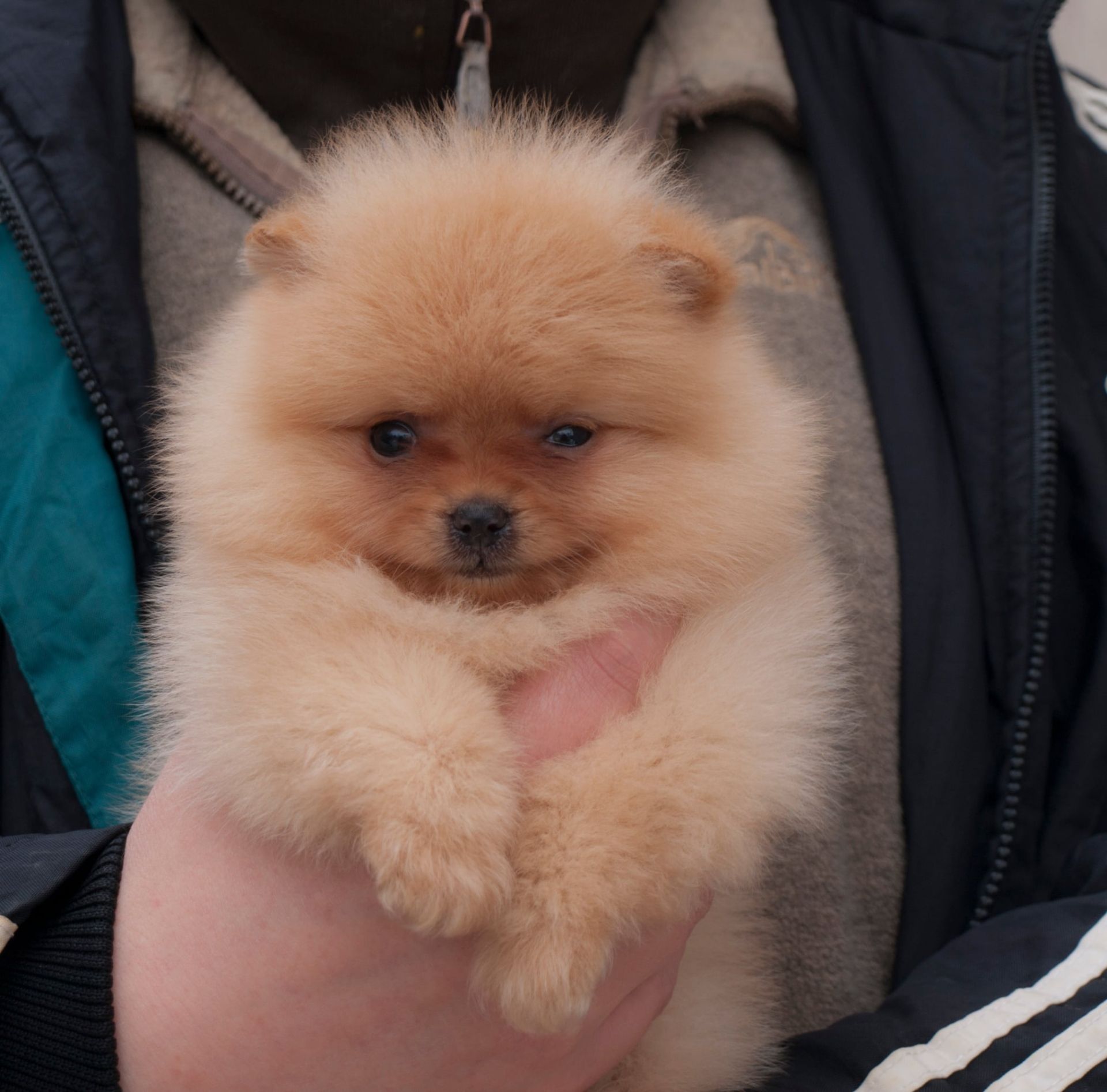 Хлопчик оранж міні розміру