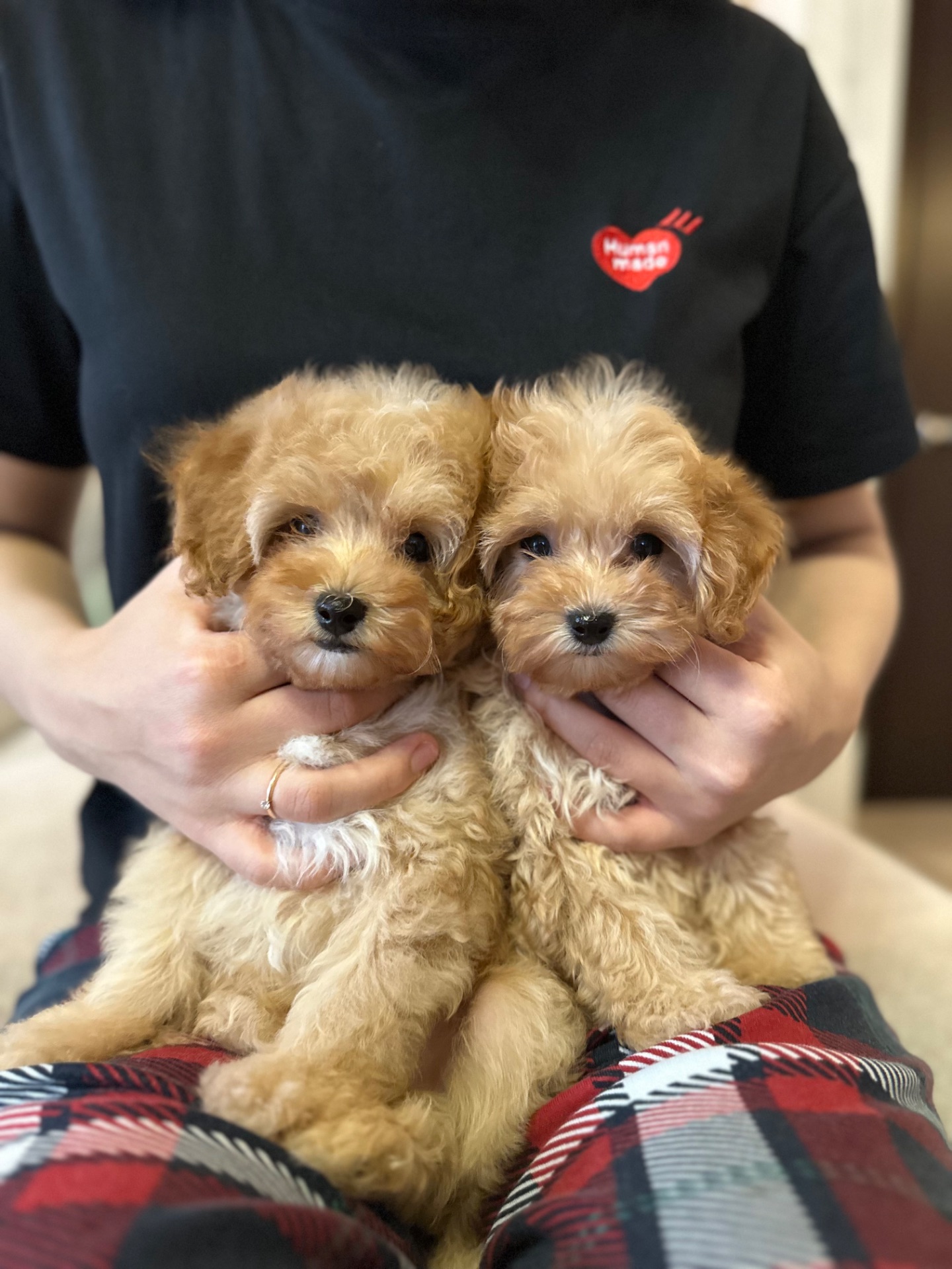 VIP мальтипу baby face f1 мини