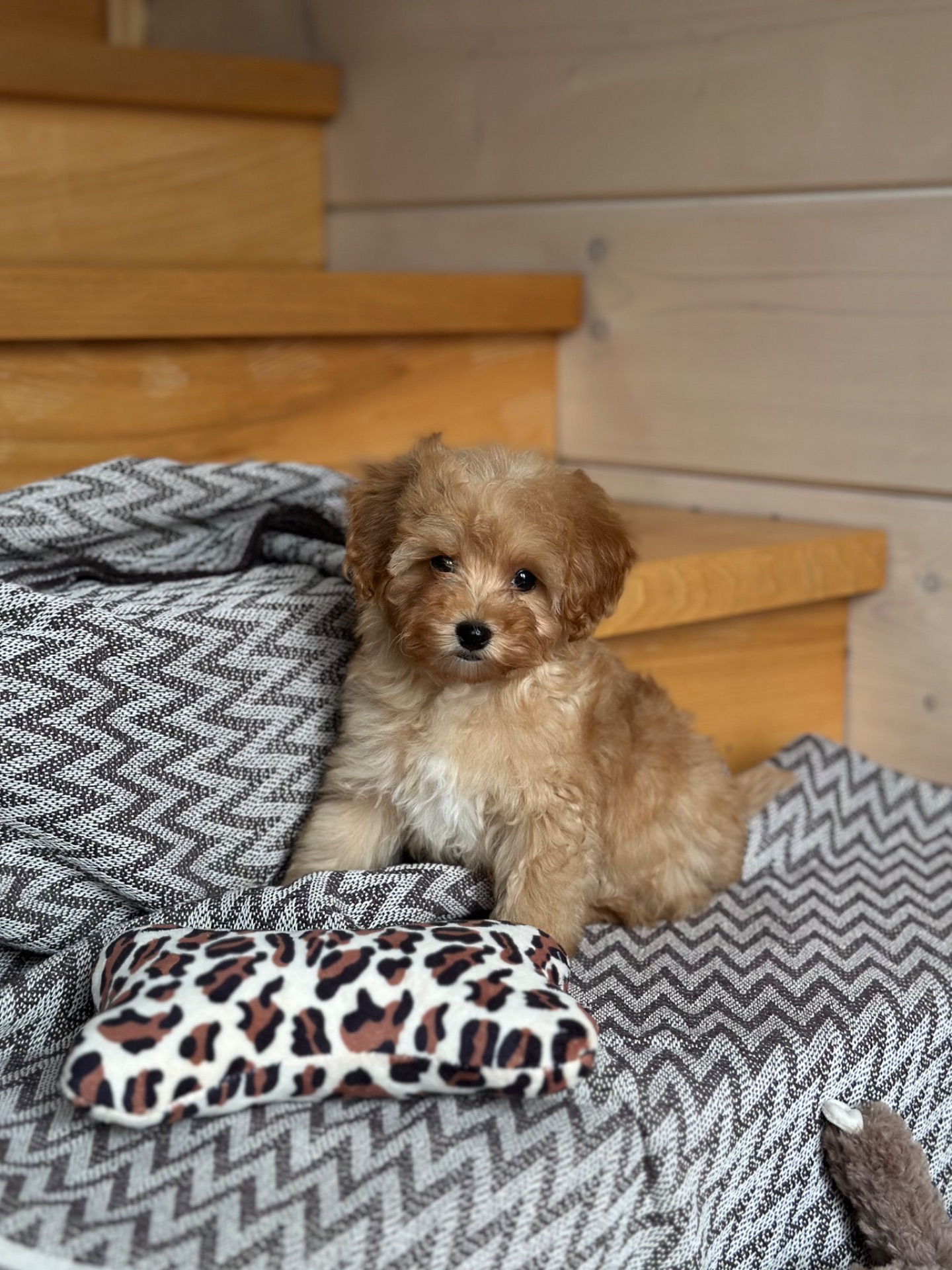 VIP мальтипу baby face f1 мини