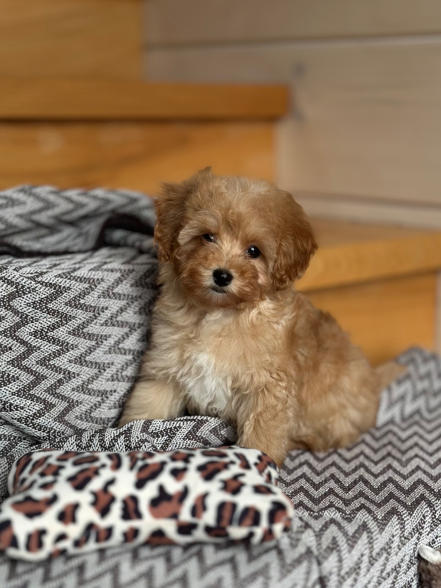 VIP мальтипу baby face f1 мини