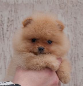 Хлопчик оранж міні розміру