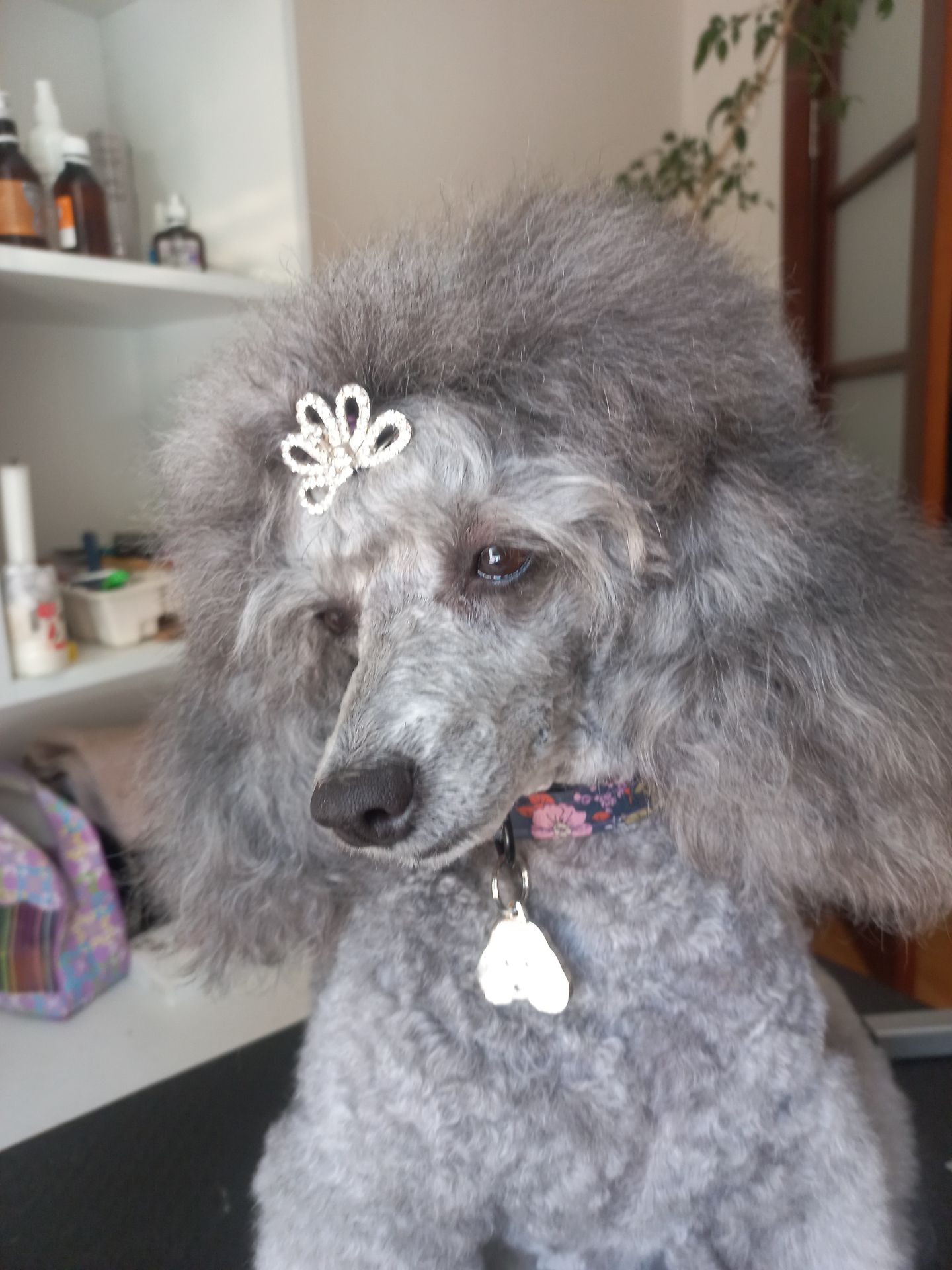 Дівчинка карліковий пудель 2 місяці