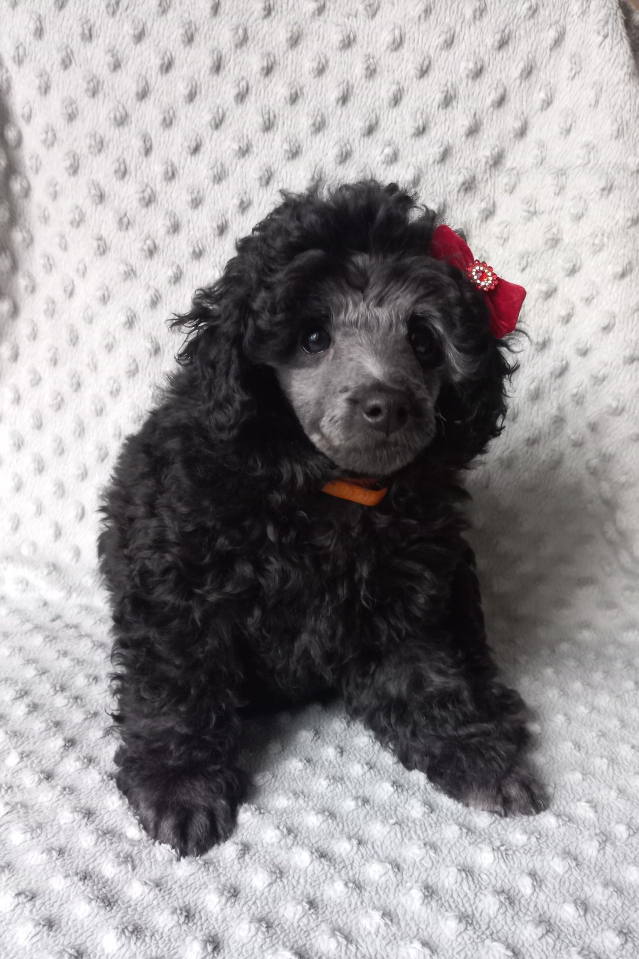 Дівчинка карліковий пудель 2 місяці