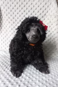 Дівчинка карліковий пудель 2 місяці