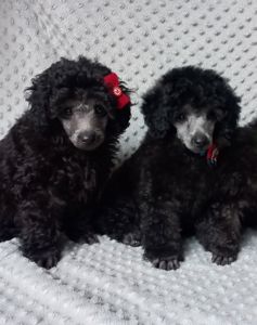 Дівчинка карліковий пудель 2 місяці