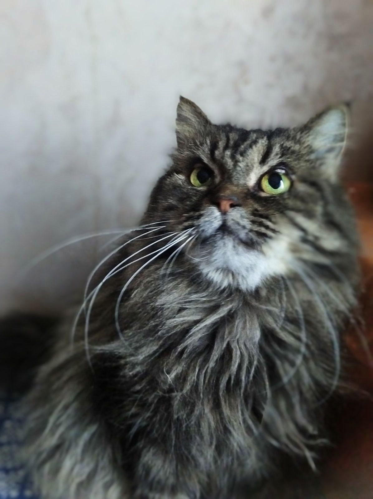 Пухнаста красуня Марфуша, 6-7 років