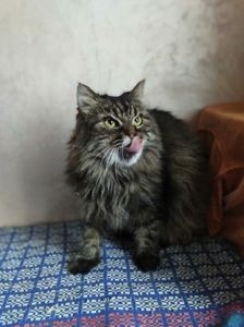 Пухнаста красуня Марфуша, 6-7 років