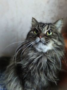 Пухнаста красуня Марфуша, 6-7 років