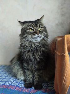 Пухнаста красуня Марфуша, 6-7 років