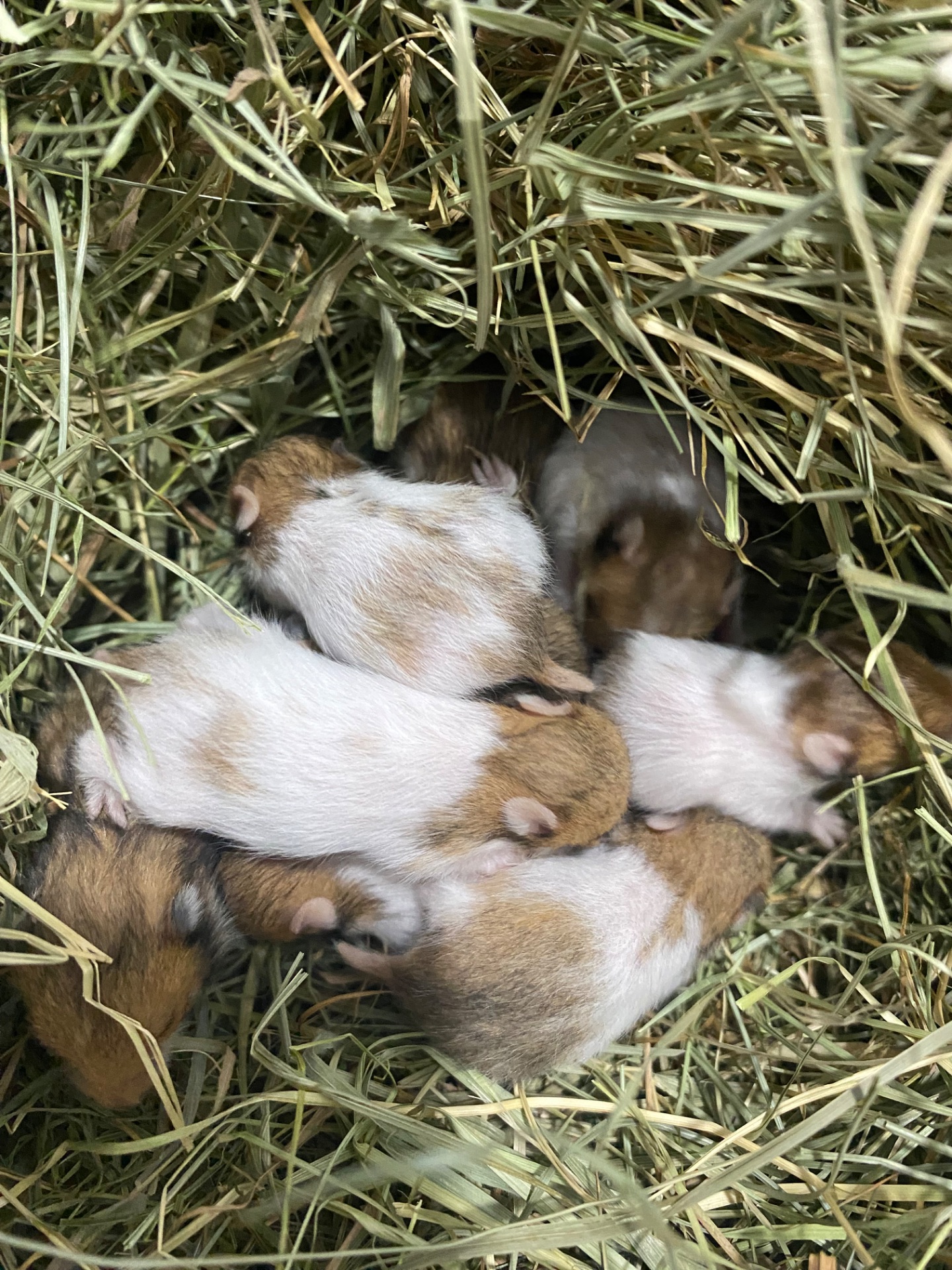 Сирійський хомʼяк