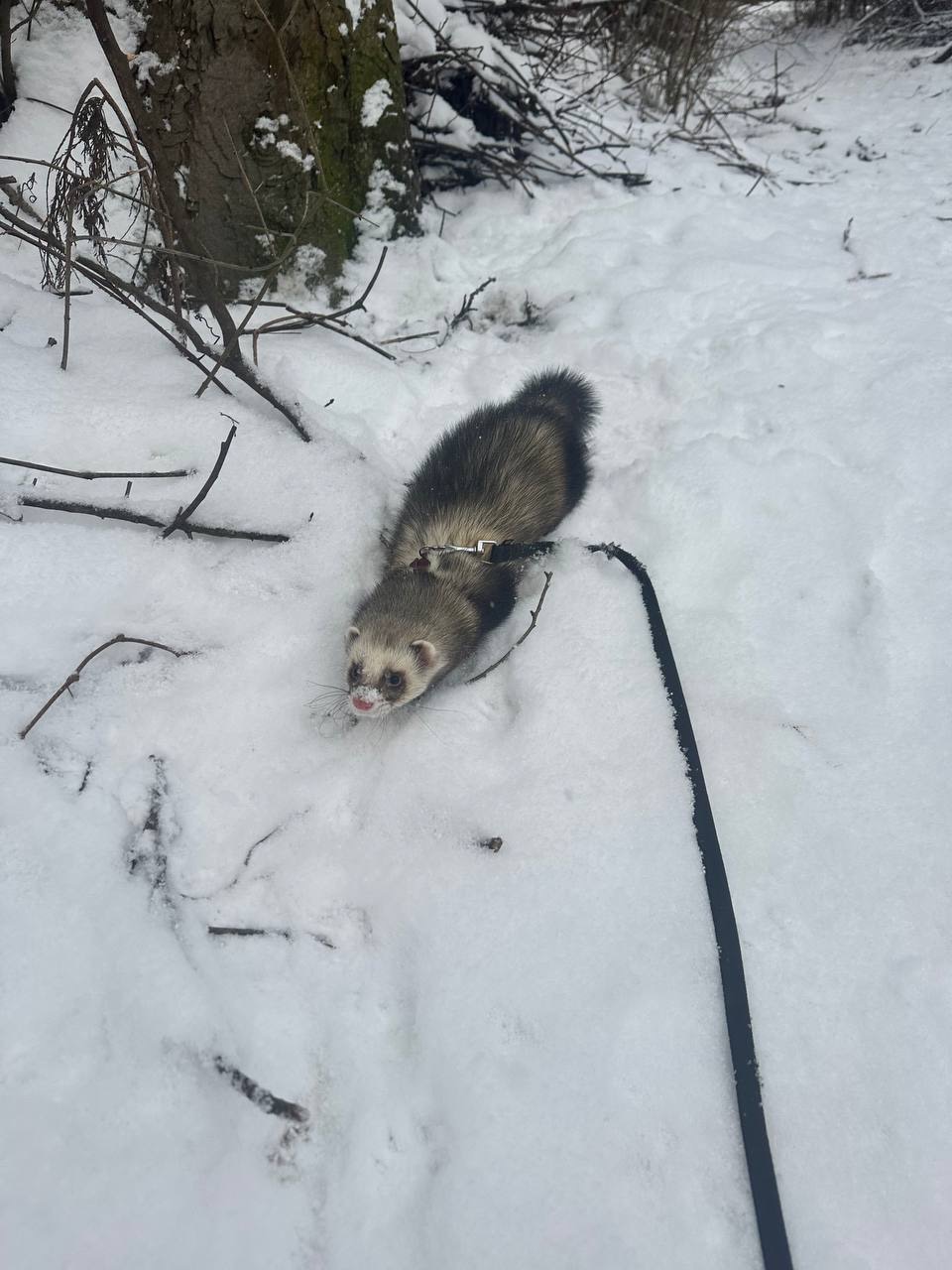 Шукаємо дівчинку тхорика для вязки