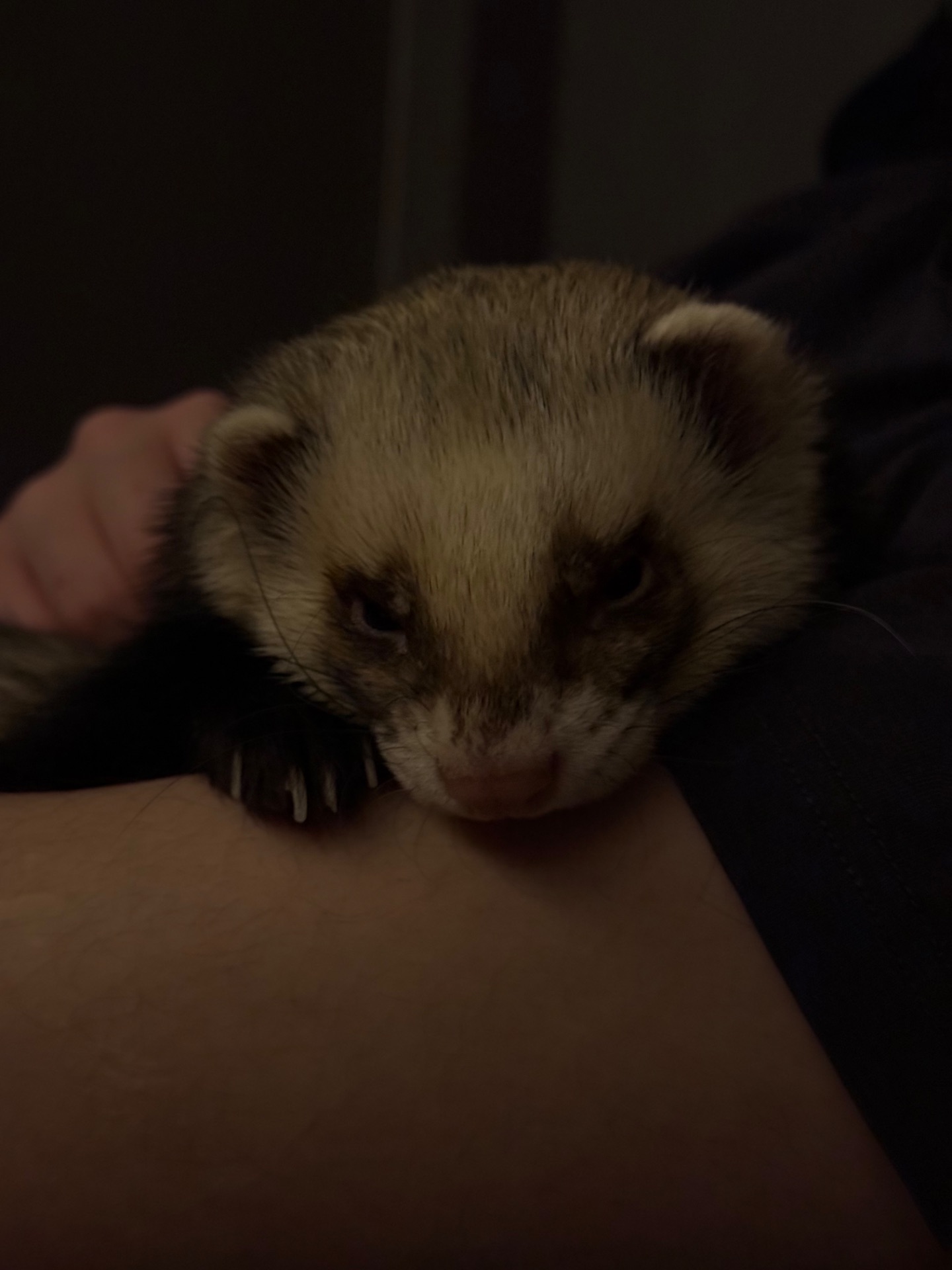 Шукаємо дівчинку тхорика для вязки