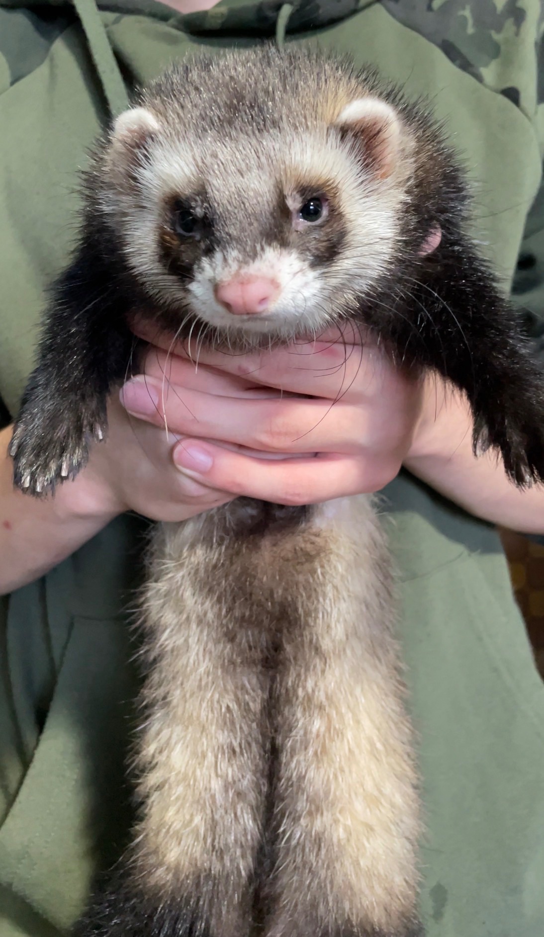 Шукаємо дівчинку тхорика для вязки