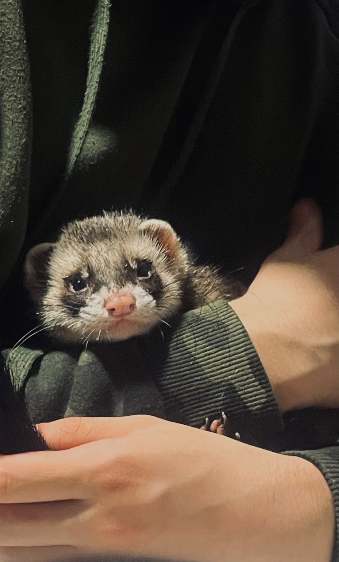 Шукаємо дівчинку тхорика для вязки