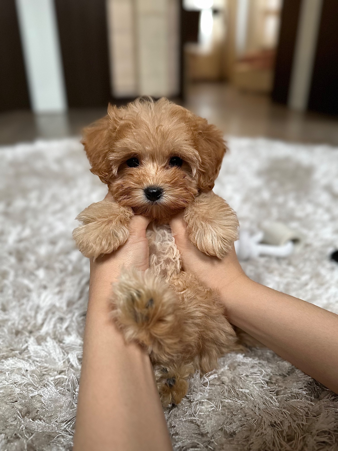 Кукольная девочка мальтипу ф1 беби фейс карамельного окраса