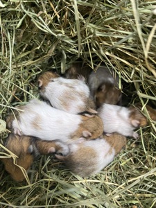 Сирійський хомʼяк