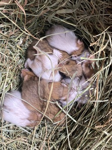 Сирійський хомʼяк