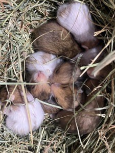 Сирійський хомʼяк