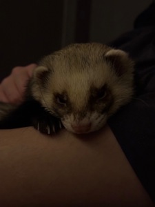 Шукаємо дівчинку тхорика для вязки