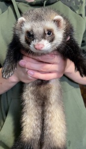 Шукаємо дівчинку тхорика для вязки