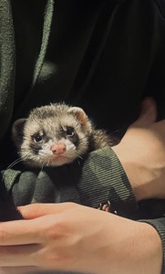 Шукаємо дівчинку тхорика для вязки