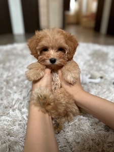 Кукольная девочка мальтипу ф1 беби фейс карамельного окраса