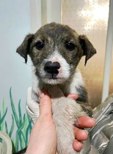 цуценя Амур, 3 місяці