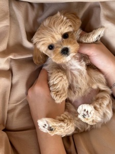 VIP мальтипу baby face f1 мини