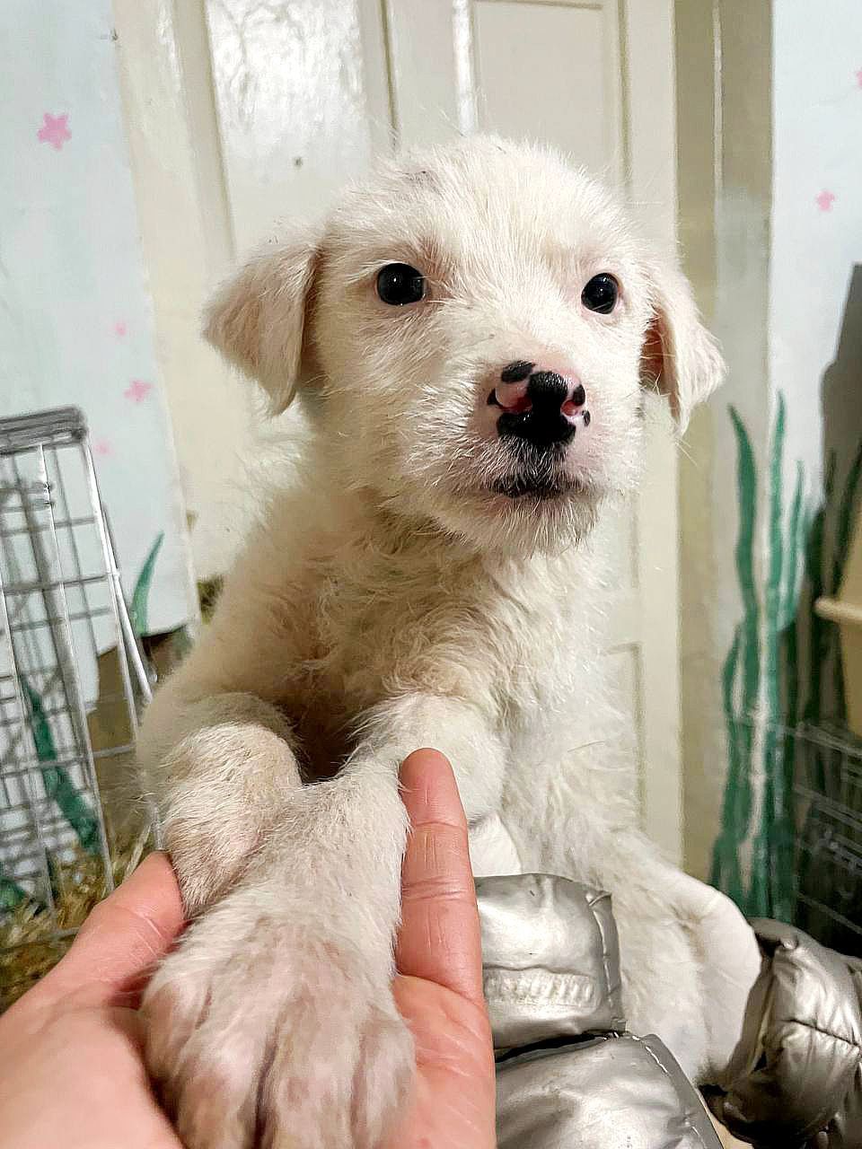 біле цуценя Адам, 3 місяці