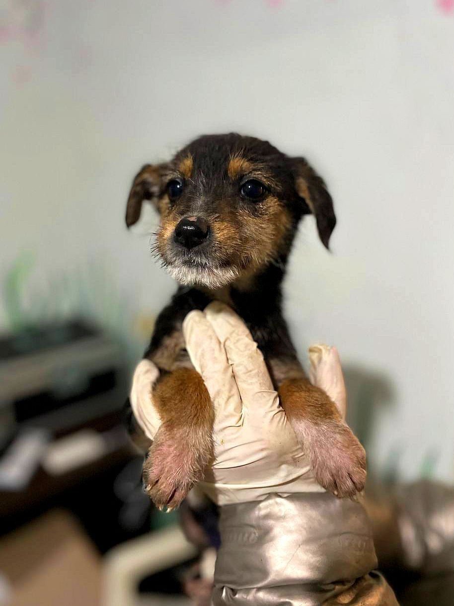 цуценя Айна, тендітна, буде маленькою