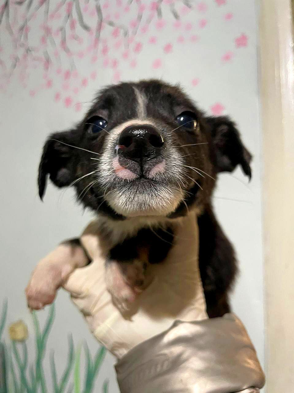 цуценя Аманда мріє про дім