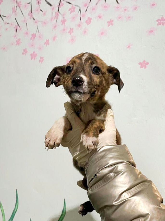 кріхітне цуценя Акіра, 3 місяці