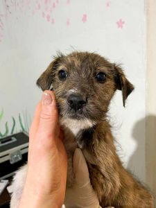 цуценя Арахіс, 3 місяці