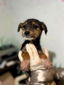 цуценя Айна, тендітна, буде маленькою