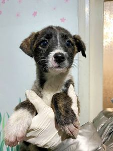 цуценя Ассоль виглядає свою родину