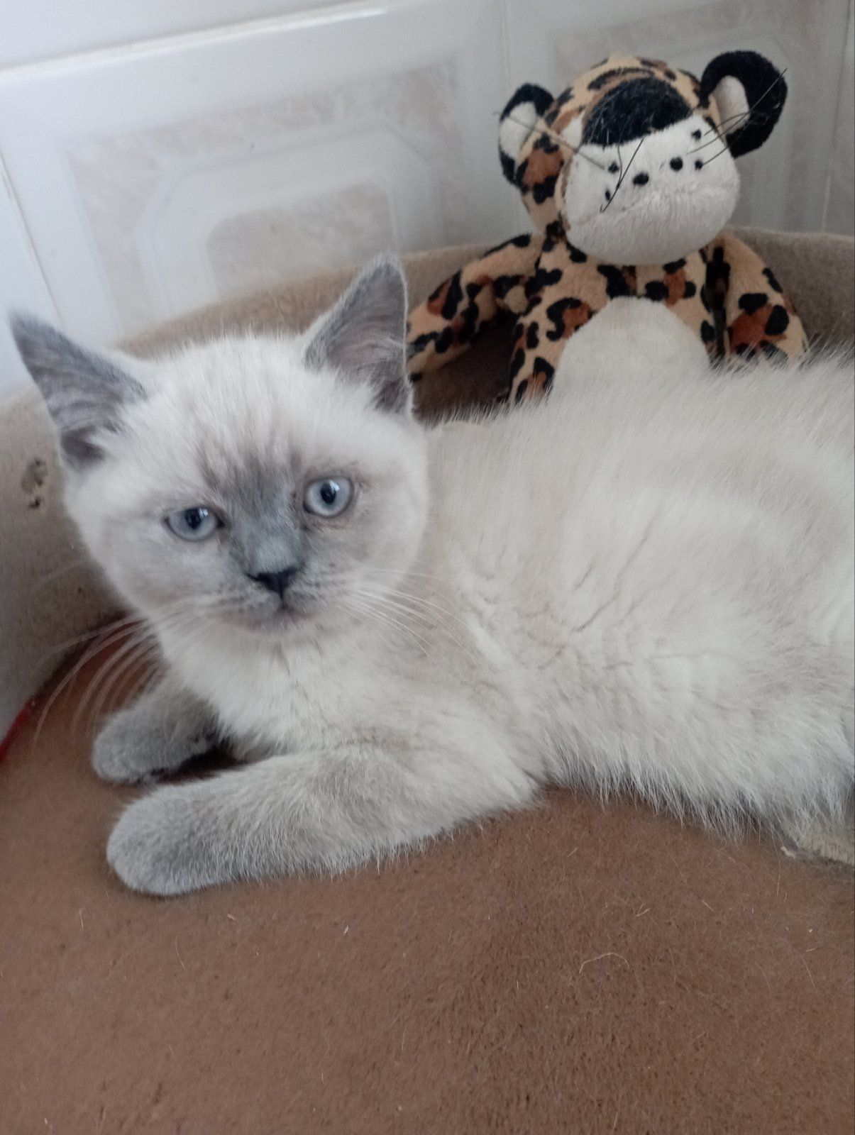 Розкішна Мраморна скоттиш страйт