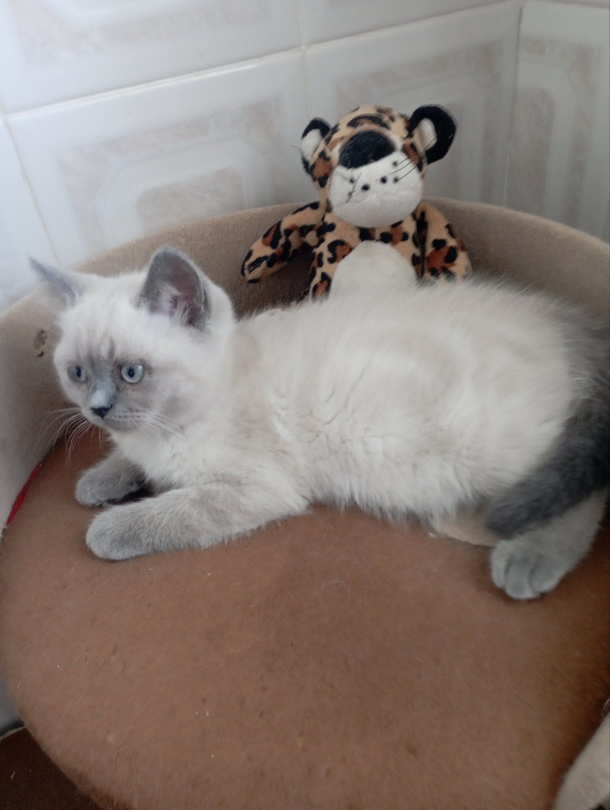 Розкішна Мраморна скоттиш страйт